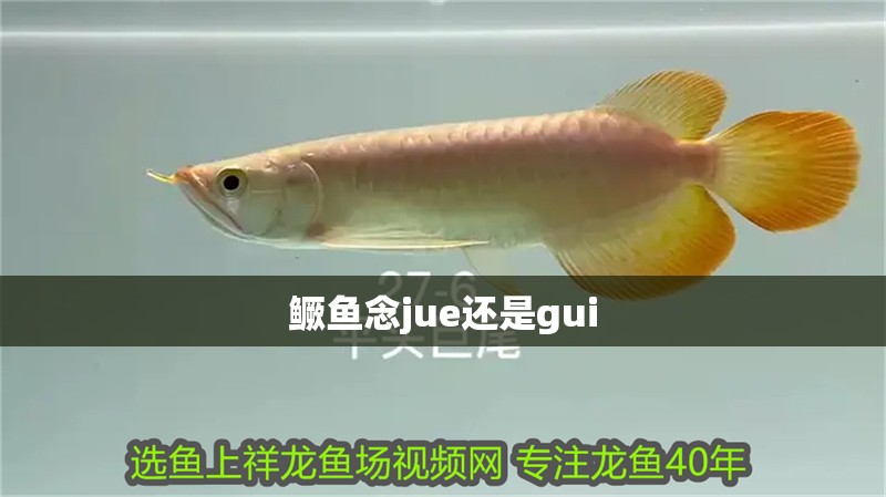 鱖魚念jue還是gui
