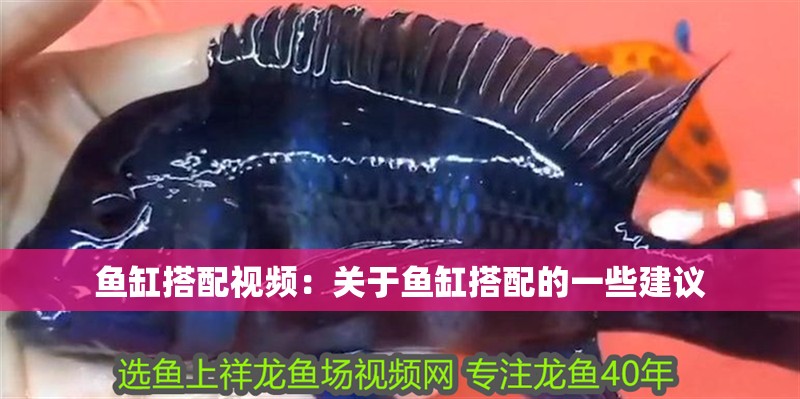 魚缸搭配視頻：關于魚缸搭配的一些建議