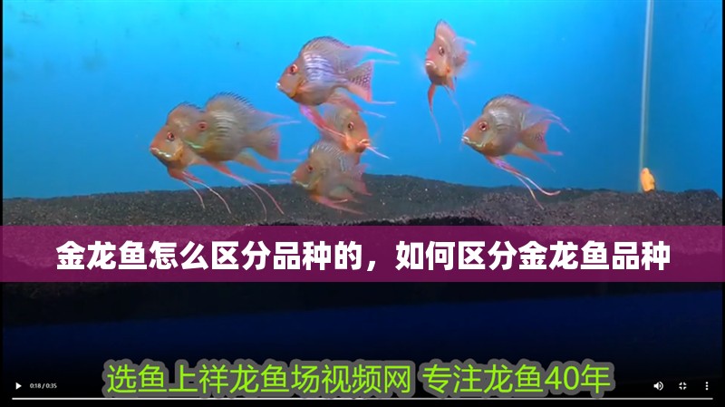 金龍魚怎么區分品種的，如何區分金龍魚品種