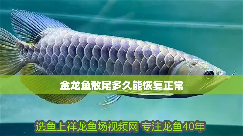 金龍魚散尾多久能恢復(fù)正常