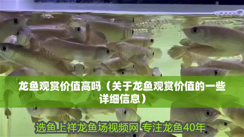 龍魚觀賞價值高嗎（關(guān)于龍魚觀賞價值的一些詳細(xì)信息）