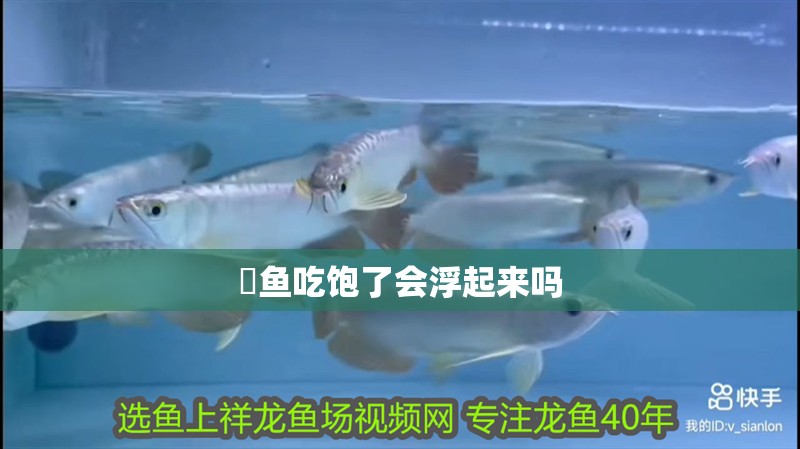 魟魚吃飽了會浮起來嗎