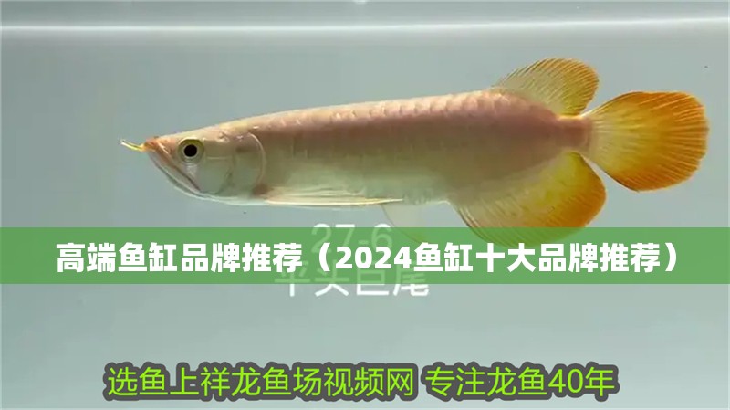 高端魚缸品牌推薦（2024魚缸十大品牌推薦）