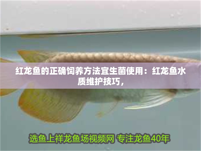 紅龍魚的正確飼養方法宜生菌使用：紅龍魚水質維護技巧，