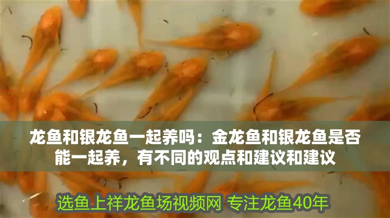 龍魚和銀龍魚一起養嗎：金龍魚和銀龍魚是否能一起養，有不同的觀點和建議和建議 龍魚和銀龍魚一起養嗎：金龍魚和銀龍魚是否能一起養，有不同的觀點和建議和建議 龍魚百科