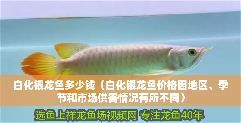 白化銀龍魚多少錢（白化銀龍魚價格因地區(qū)、季節(jié)和市場供需情況有所不同）