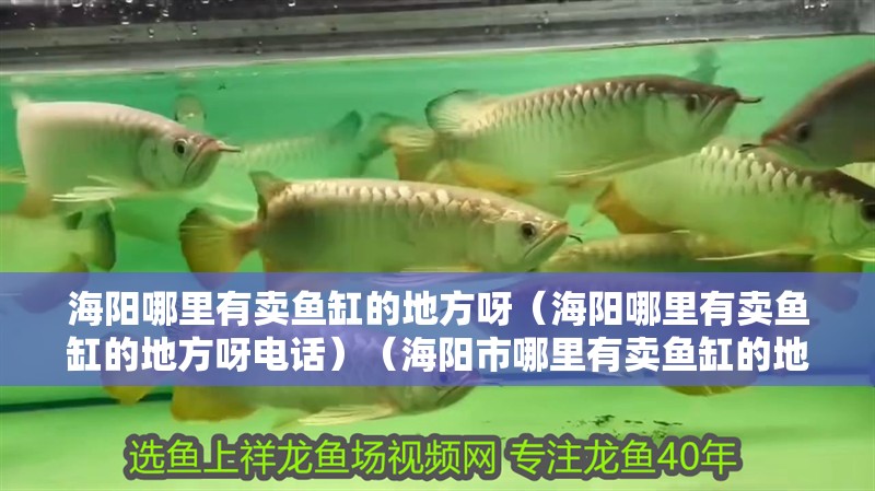海陽哪里有賣魚缸的地方呀（海陽哪里有賣魚缸的地方呀電話）（海陽市哪里有賣魚缸的地方？）