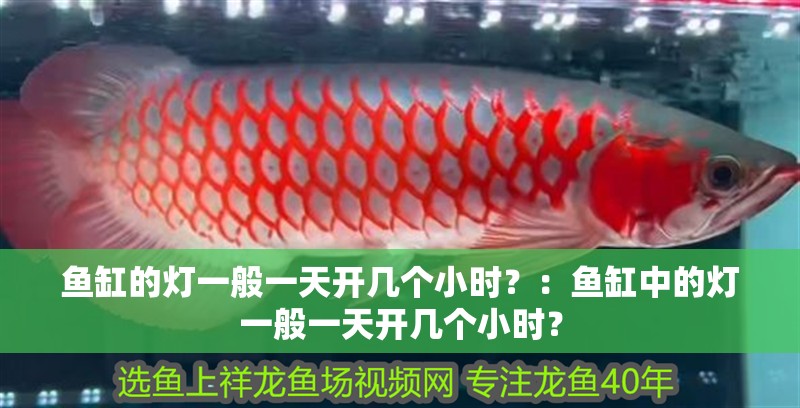 魚(yú)缸過(guò)濾器選購(gòu)指南:自制魚(yú)缸過(guò)濾器魚(yú)缸上置過(guò)濾器對(duì)于養(yǎng)魚(yú)愛(ài)好者的必備知識(shí) 魚(yú)缸的燈一般一天開(kāi)幾個(gè)小時(shí)?:魚(yú)缸中的燈一般一天開(kāi)幾個(gè)小時(shí)? 魚(yú)缸百科 魚(yú)缸的燈一般一天開(kāi)幾個(gè)小時(shí)?:魚(yú)缸中的燈一般一天開(kāi)幾個(gè)小時(shí)? 魚(yú)缸的燈一般一天開(kāi)幾個(gè)小時(shí)?:魚(yú)缸中的燈一般一天開(kāi)幾個(gè)小時(shí)? 魚(yú)缸百科