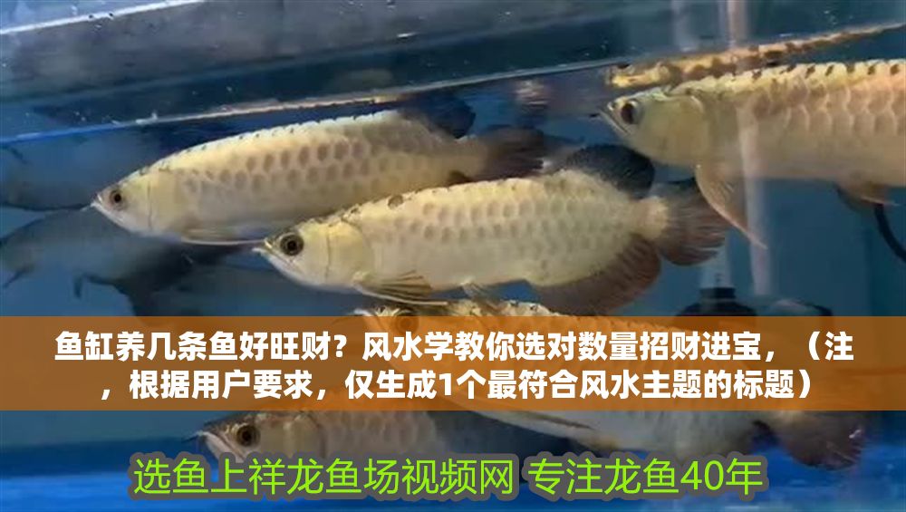 魚缸養幾條魚好旺財？風水學教你選對數量招財進寶，（注，根據用戶要求，僅生成1個最符合風水主題的標題）