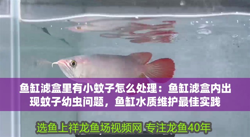 魚缸過濾器選購指南:自制魚缸過濾器魚缸上置過濾器對于養(yǎng)魚愛好者的必備知識 魚缸濾盒里有小蚊子怎么處理:魚缸濾盒內(nèi)出現(xiàn)蚊子幼蟲問題,魚缸水質(zhì)維護最佳實踐 魚缸百科 魚缸濾盒里有小蚊子怎么處理:魚缸濾盒內(nèi)出現(xiàn)蚊子幼蟲問題,魚缸水質(zhì)維護最佳實踐 魚缸濾盒里有小蚊子怎么處理:魚缸濾盒內(nèi)出現(xiàn)蚊子幼蟲問題,魚缸水質(zhì)維護最佳實踐 魚缸百科