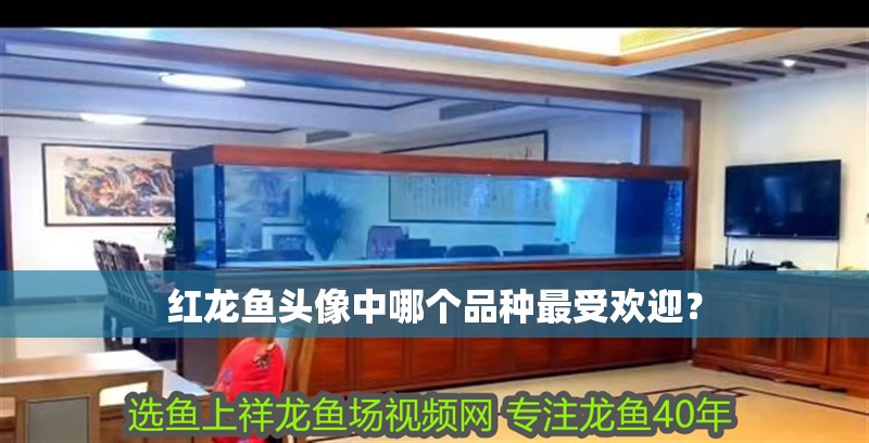 魚缸用增氧泵價格是多少:魚缸增氧機-xtrac增氧機-xtrac增氧機 紅龍魚頭像中哪個品種最受歡迎? 龍魚論壇 紅龍魚頭像中哪個品種最受歡迎? 紅龍魚頭像中哪個品種最受歡迎? 龍魚論壇