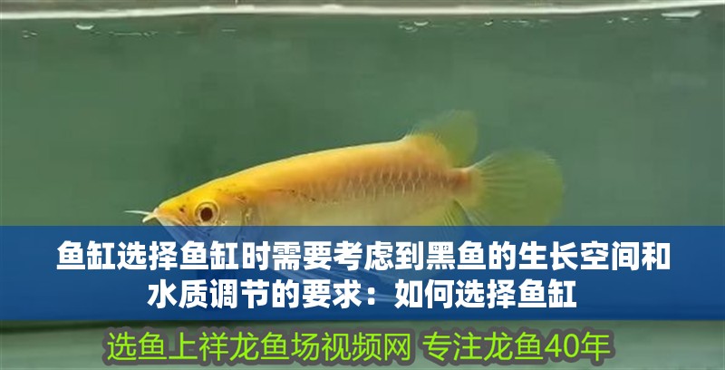 魚缸選擇魚缸時需要考慮到黑魚的生長空間和水質調節的要求：如何選擇魚缸 魚缸選擇魚缸時需要考慮到黑魚的生長空間和水質調節的要求：如何選擇魚缸 魚缸百科