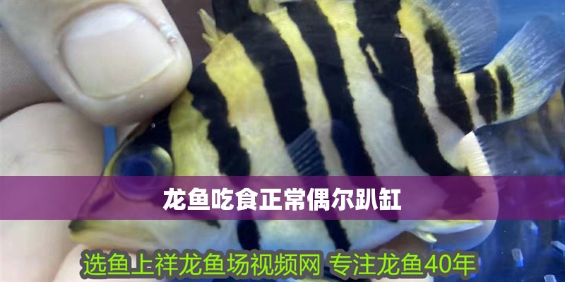 龍魚吃食正常偶爾趴缸