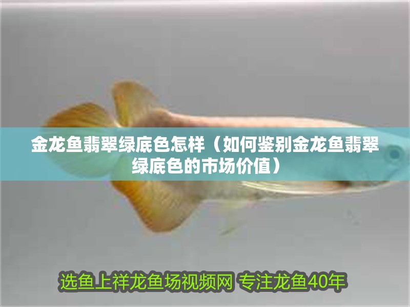 金龍魚翡翠綠底色怎樣（如何鑒別金龍魚翡翠綠底色的市場價值）