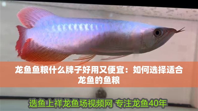 龍魚(yú)魚(yú)糧什么牌子好用又便宜：如何選擇適合龍魚(yú)的魚(yú)糧