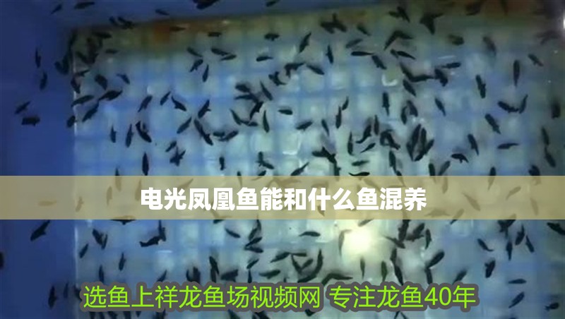 電光鳳凰魚能和什么魚混養