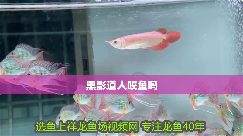 黑影道人咬魚嗎 黑影道人咬魚嗎 龍魚論壇