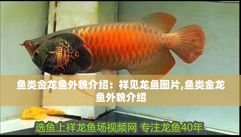 魚類金龍魚外貌介紹：祥見龍魚圖片,魚類金龍魚外貌介紹