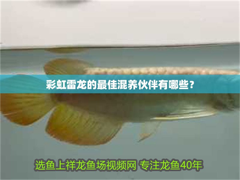 彩虹雷龍的最佳混養(yǎng)伙伴有哪些？ 彩虹雷龍的最佳混養(yǎng)伙伴有哪些？ 龍魚(yú)論壇