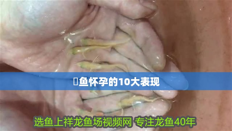 魟魚懷孕的10大表現