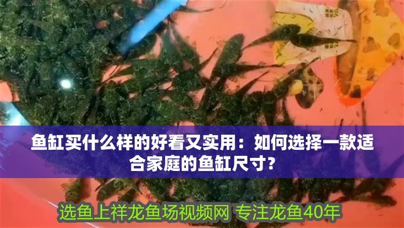 魚缸買什么樣的好看又實用：如何選擇一款適合家庭的魚缸尺寸？