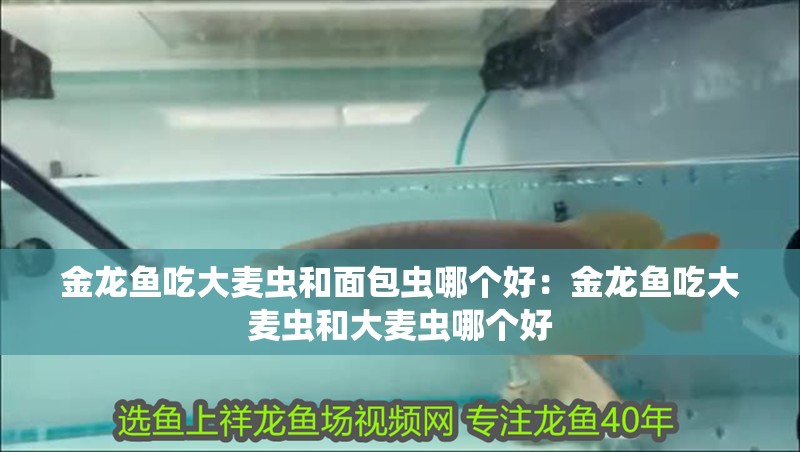 金龍魚吃大麥蟲和面包蟲哪個好：金龍魚吃大麥蟲和大麥蟲哪個好