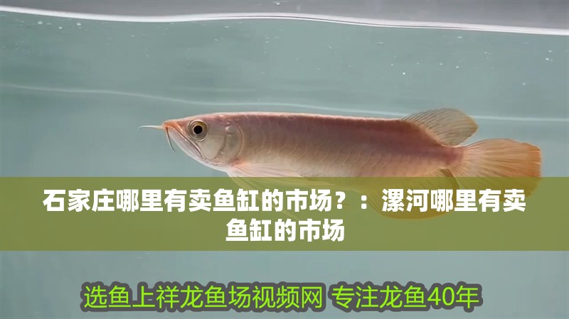 石家莊哪里有賣魚缸的市場？：<strong><mark>漯河</mark></strong>哪里有賣魚缸的市場