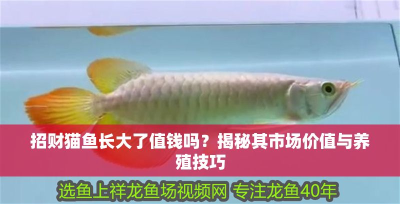 招財貓魚長大了值錢嗎？揭秘其市場價值與養殖技巧