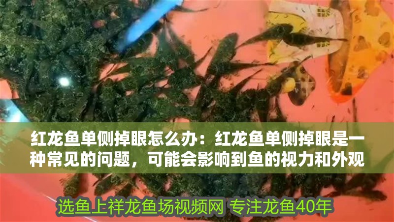 紅龍魚單側掉眼怎么辦：紅龍魚單側掉眼是一種常見的問題，可能會影響到魚的視力和外觀