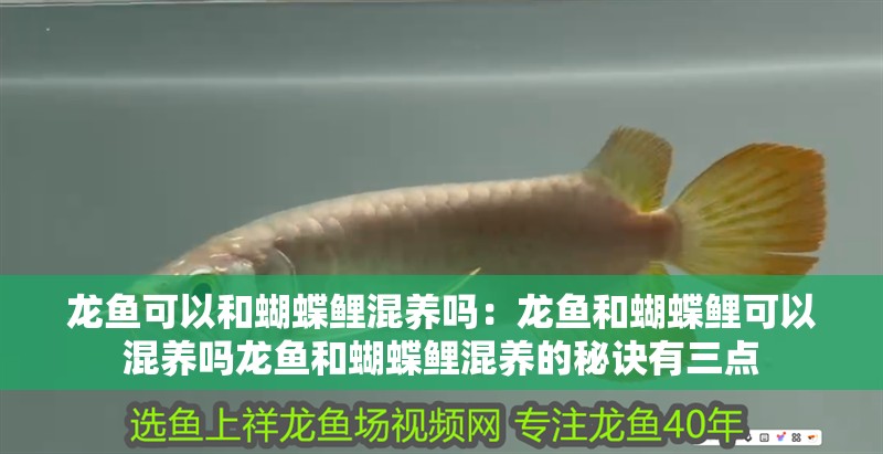 龍魚可以和蝴蝶鯉混養嗎：龍魚和蝴蝶鯉可以混養嗎龍魚和蝴蝶鯉混養的秘訣有三點