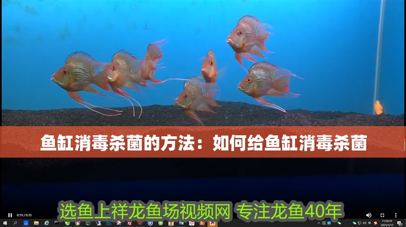 魚缸消毒殺菌的方法：如何給魚缸消毒殺菌