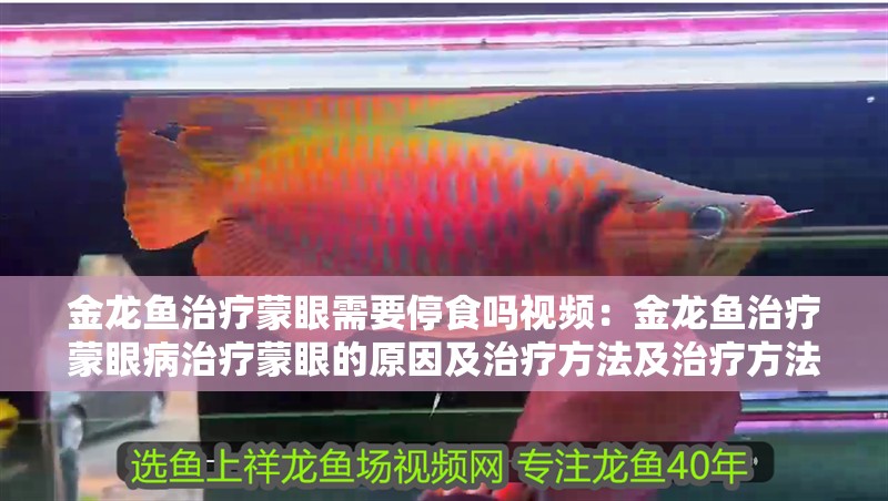 金龍魚(yú)治療蒙眼需要停食嗎視頻：金龍魚(yú)治療蒙眼病治療蒙眼的原因及治療方法及治療方法