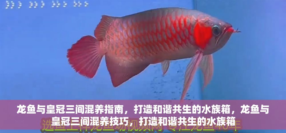 龍魚與皇冠三間混養指南，打造和諧共生的水族箱，龍魚與皇冠三間混養技巧，打造和諧共生的水族箱