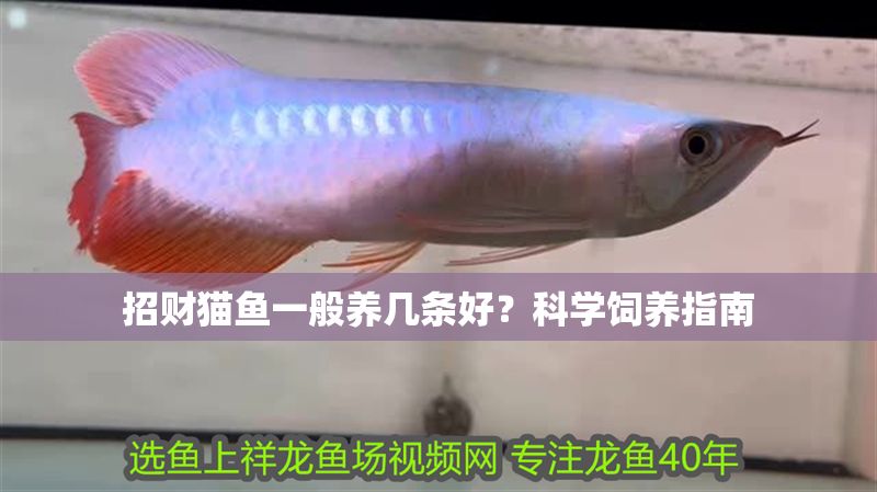 招財貓魚一般養幾條好？科學飼養指南 招財貓魚一般養幾條好？科學飼養指南 龍魚百科 第1張