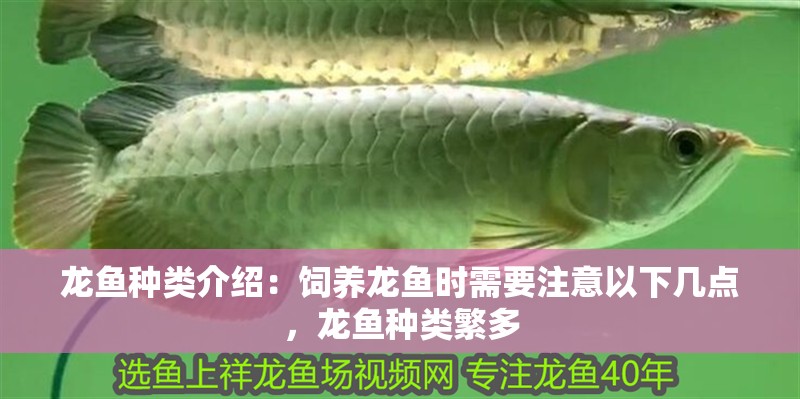 龍魚(yú)種類(lèi)介紹：飼養(yǎng)龍魚(yú)時(shí)需要注意以下幾點(diǎn)，龍魚(yú)種類(lèi)繁多
