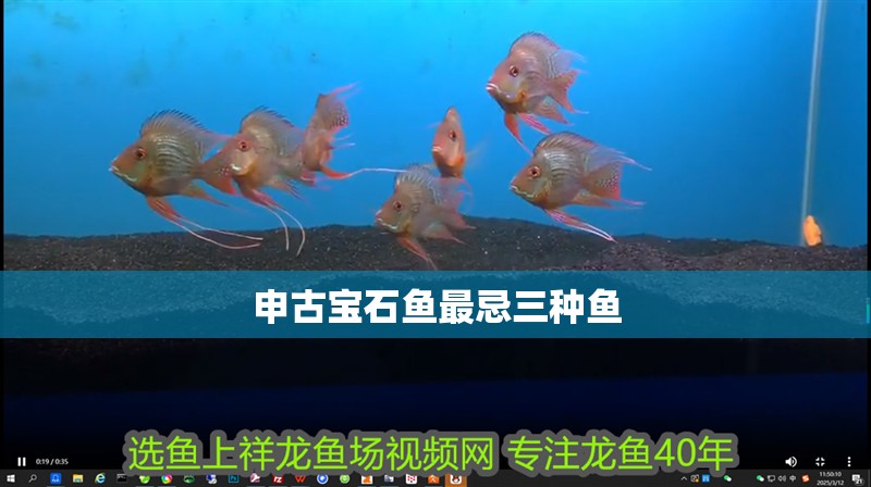 申古寶石魚最忌三種魚