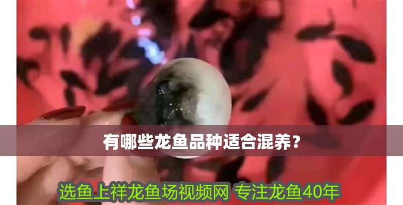 有哪些龍魚品種適合混養？