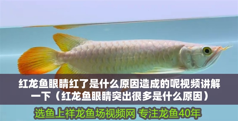 龍魚干蝦有營養嗎 紅龍魚眼睛紅了是什么原因造成的呢視頻講解一下(紅龍魚眼睛突出很多是什么原因) 龍魚百科 紅龍魚眼睛紅了是什么原因造成的呢視頻講解一下(紅龍魚眼睛突出很多是什么原因) 紅龍魚眼睛紅了是什么原因造成的呢視頻講解一下(紅龍魚眼睛突出很多是什么原因) 龍魚百科