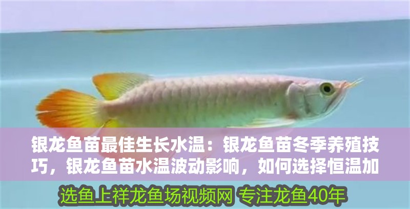 銀龍魚苗最佳生長水溫：銀龍魚苗冬季養(yǎng)殖技巧，銀龍魚苗水溫波動影響，如何選擇恒溫加熱棒