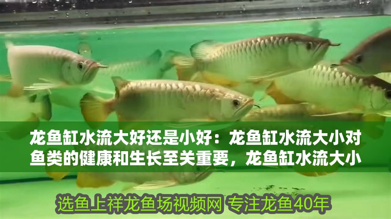 龍魚缸水流大好還是小好：龍魚缸水流大小對魚類的健康和生長至關重要，龍魚缸水流大小標準 龍魚缸水流大好還是小好：龍魚缸水流大小對魚類的健康和生長至關重要，龍魚缸水流大小標準 龍魚百科