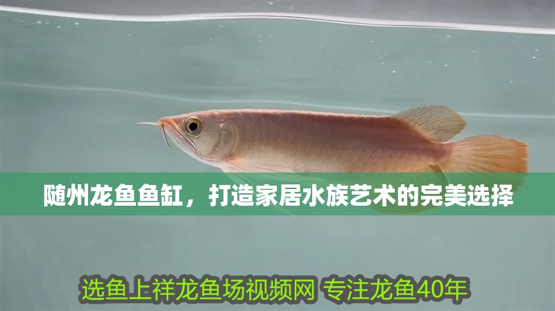 隨州龍魚魚缸，打造家居水族藝術的完美選擇
