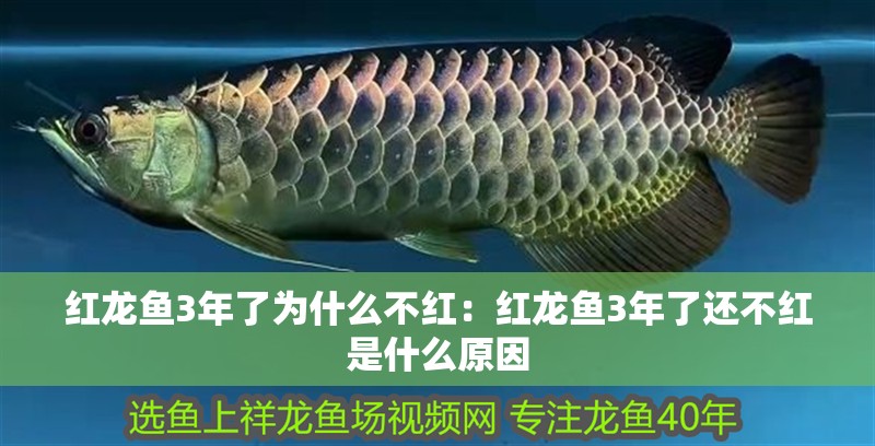 紅龍魚(yú)3年了為什么不紅：紅龍魚(yú)3年了還不紅是什么原因