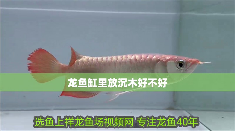 龍魚缸里放沉木好不好 龍魚缸里放沉木好不好 龍魚論壇