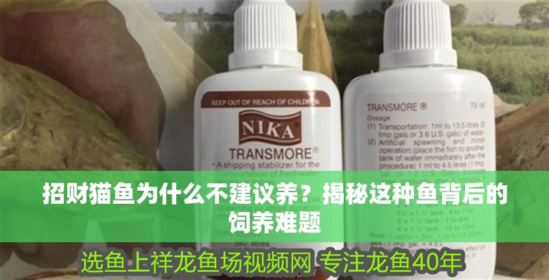招財(cái)貓魚為什么不建議養(yǎng)？揭秘這種魚背后的飼養(yǎng)難題