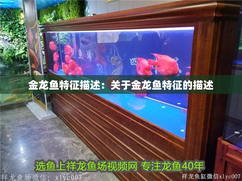 金龍魚特征描述：關于金龍魚特征的描述 金龍魚特征描述：關于金龍魚特征的描述 龍魚百科
