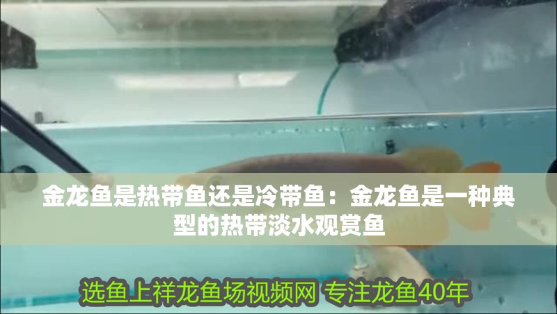 金龍魚是熱帶魚還是冷帶魚：金龍魚是一種典型的熱帶淡水觀賞魚 金龍魚是熱帶魚還是冷帶魚：金龍魚是一種典型的熱帶淡水觀賞魚 龍魚百科