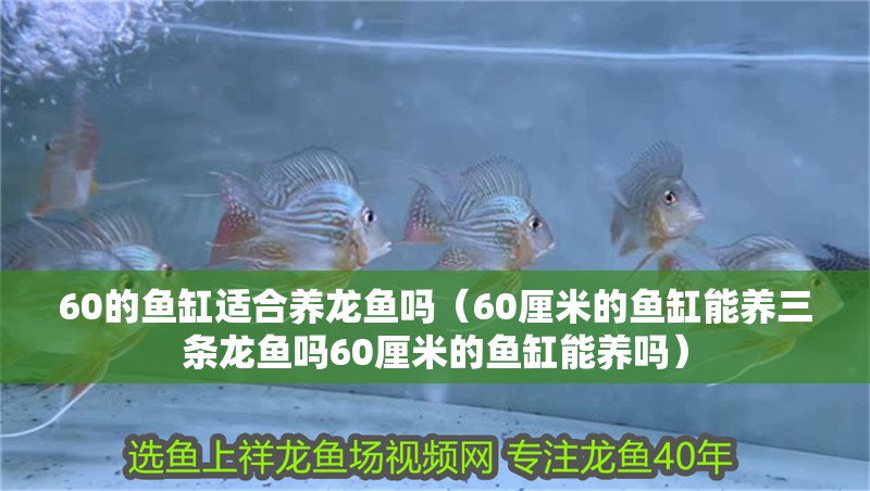 60的魚(yú)缸適合養(yǎng)龍魚(yú)嗎（60厘米的魚(yú)缸能養(yǎng)三條龍魚(yú)嗎60厘米的魚(yú)缸能養(yǎng)嗎）
