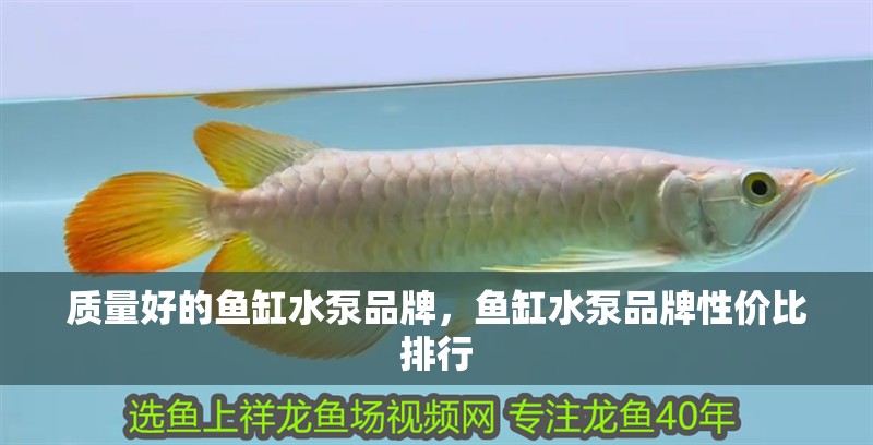 印尼虎魚多少溫度飼養最好:印尼虎魚多少溫度飼養最好印尼虎魚多少溫度飼養最好 質量好的魚缸水泵品牌,魚缸水泵品牌性價比排行 魚缸百科 質量好的魚缸水泵品牌,魚缸水泵品牌性價比排行 質量好的魚缸水泵品牌,魚缸水泵品牌性價比排行 魚缸百科