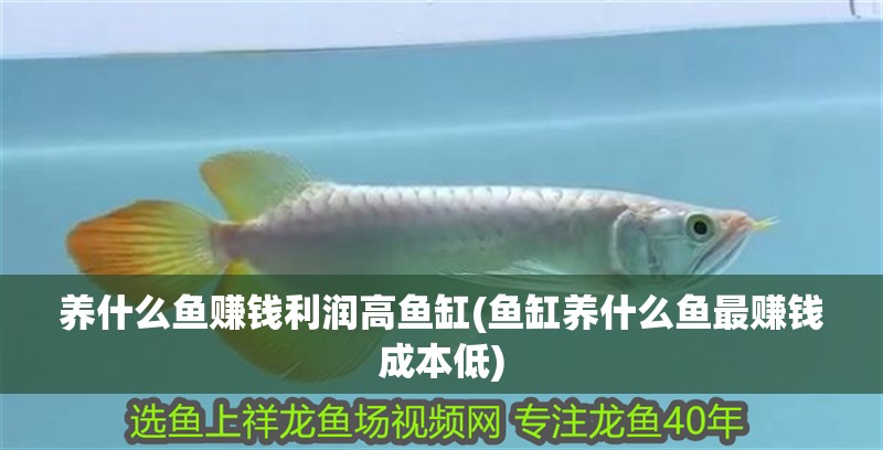 養(yǎng)什么魚賺錢利潤(rùn)高魚缸(魚缸養(yǎng)什么魚最賺錢成本低) 養(yǎng)什么魚賺錢利潤(rùn)高魚缸(魚缸養(yǎng)什么魚最賺錢成本低) 全國(guó)水族館企業(yè)名錄