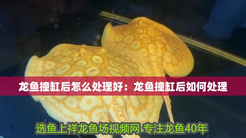 龍魚撞缸后怎么處理好：龍魚撞缸后如何處理